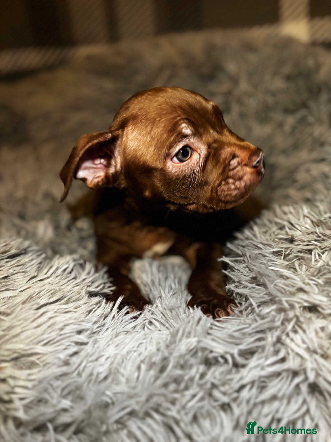 American Bully dogs for sale: perfect puppys - Image 21