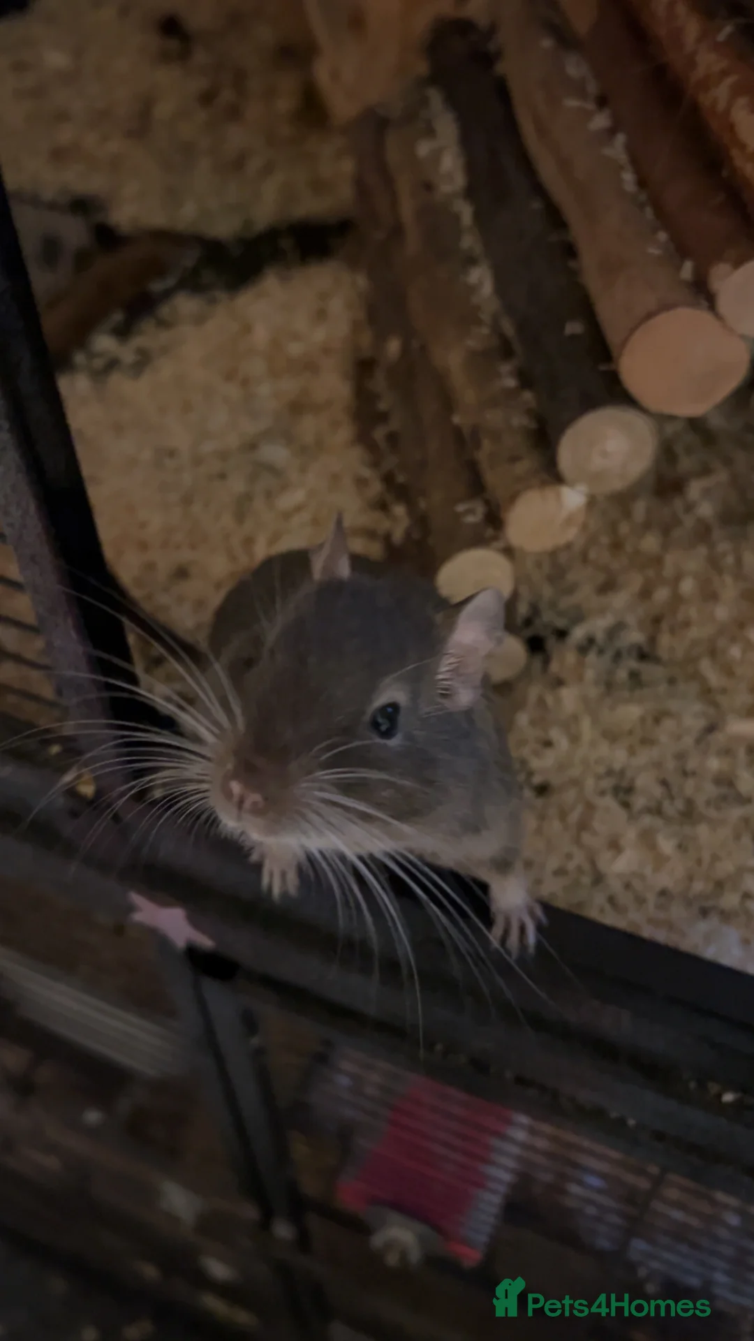 Degus rodents for sale: 2 Male Degus - Advert 2