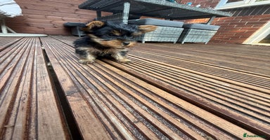 Yorkshire Terrier dogs - Advert 6