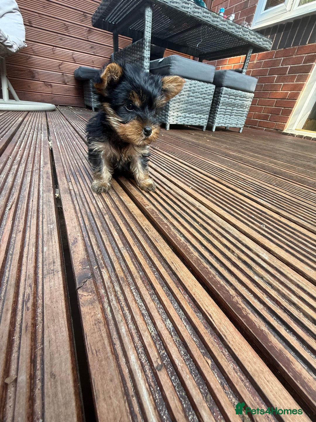 Yorkshire Terrier dogs for sale: Cute  Yorkshire terriers  - Image 2