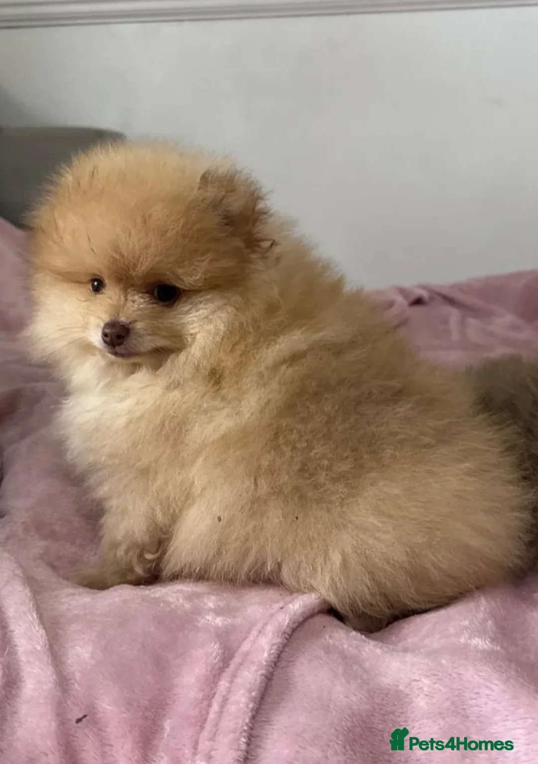 Pomeranian dogs for sale: Mini Pomeranian puppy  in London - Advert 4