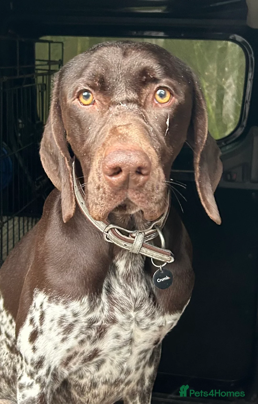 German Shorthaired Pointer dogs for stud: Outstanding GSP for stud - Advert 2