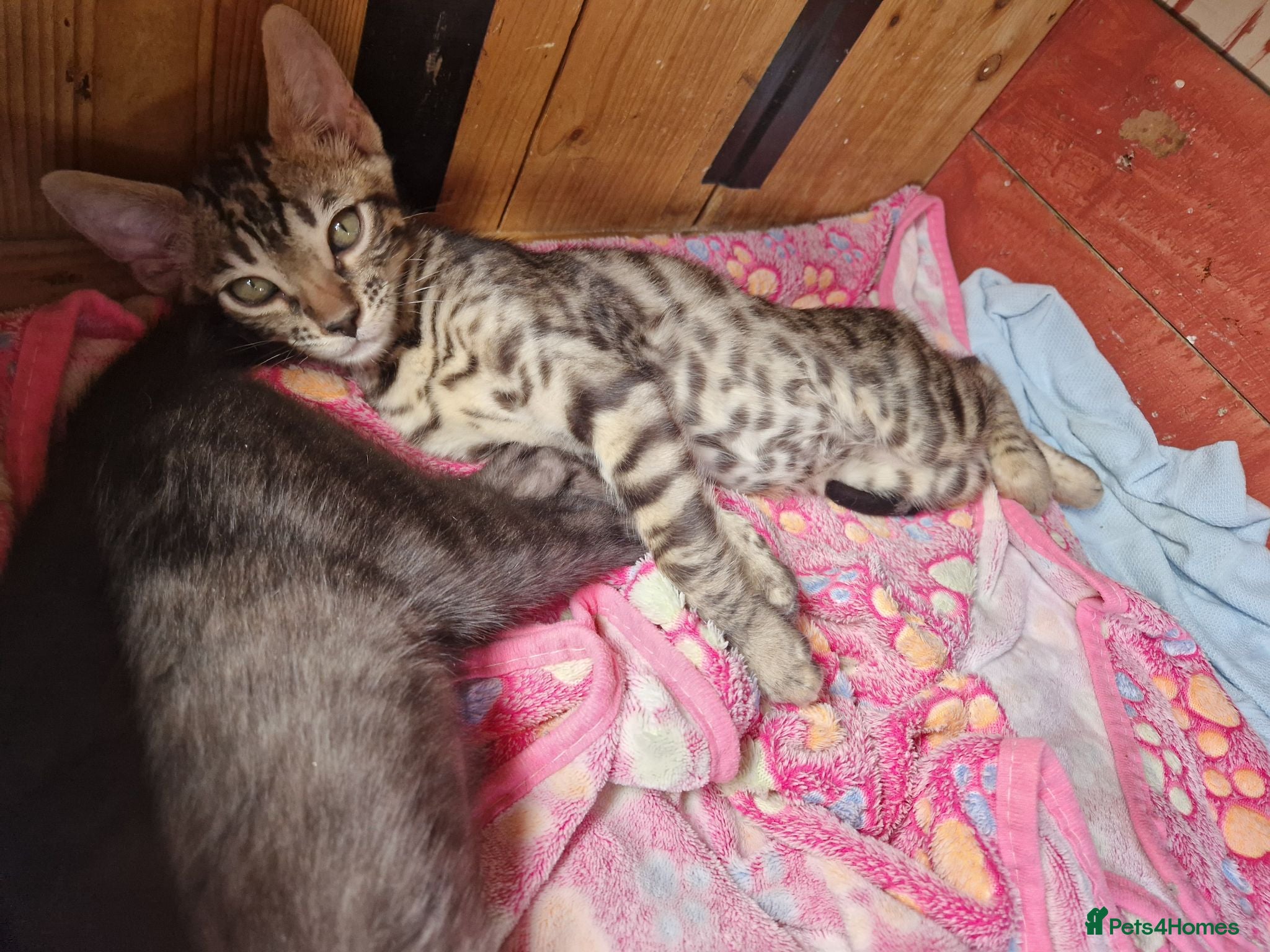 Mixed Breed cats Beautiful 3/4 Bengal, 1/4 Siamese kittens  - Advert 2
