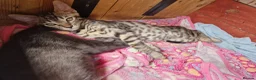 Mixed Breed cats for sale: Beautiful 3/4 Bengal, 1/4 Siamese kittens  - Advert 13