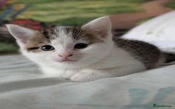 British Shorthair cats for sale: British Short Hair x Domestic Short Hair - Image 15