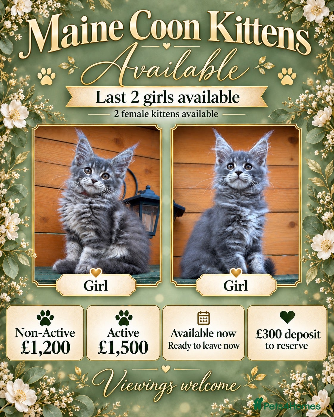 Maine Coon cats Redy Now! GCCF Registered Maine Coon females - Advert 1