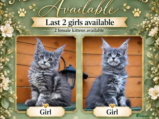 Maine Coon cats Redy Now! GCCF Registered Maine Coon females - Advert 1