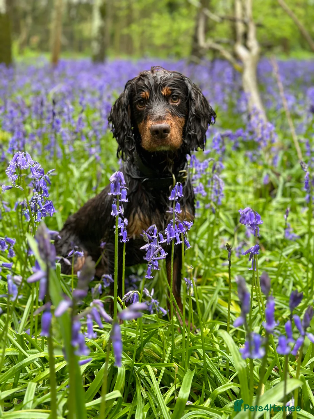 Cocker Spaniel dogs for stud: Liver and tan cocker available for STUD in Ross-on-Wye - Advert 1