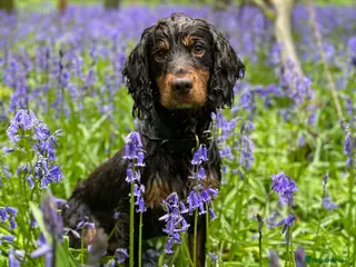 Cocker Spaniel dogs Liver and tan cocker available for STUD in Ross-on-Wye - Advert 16