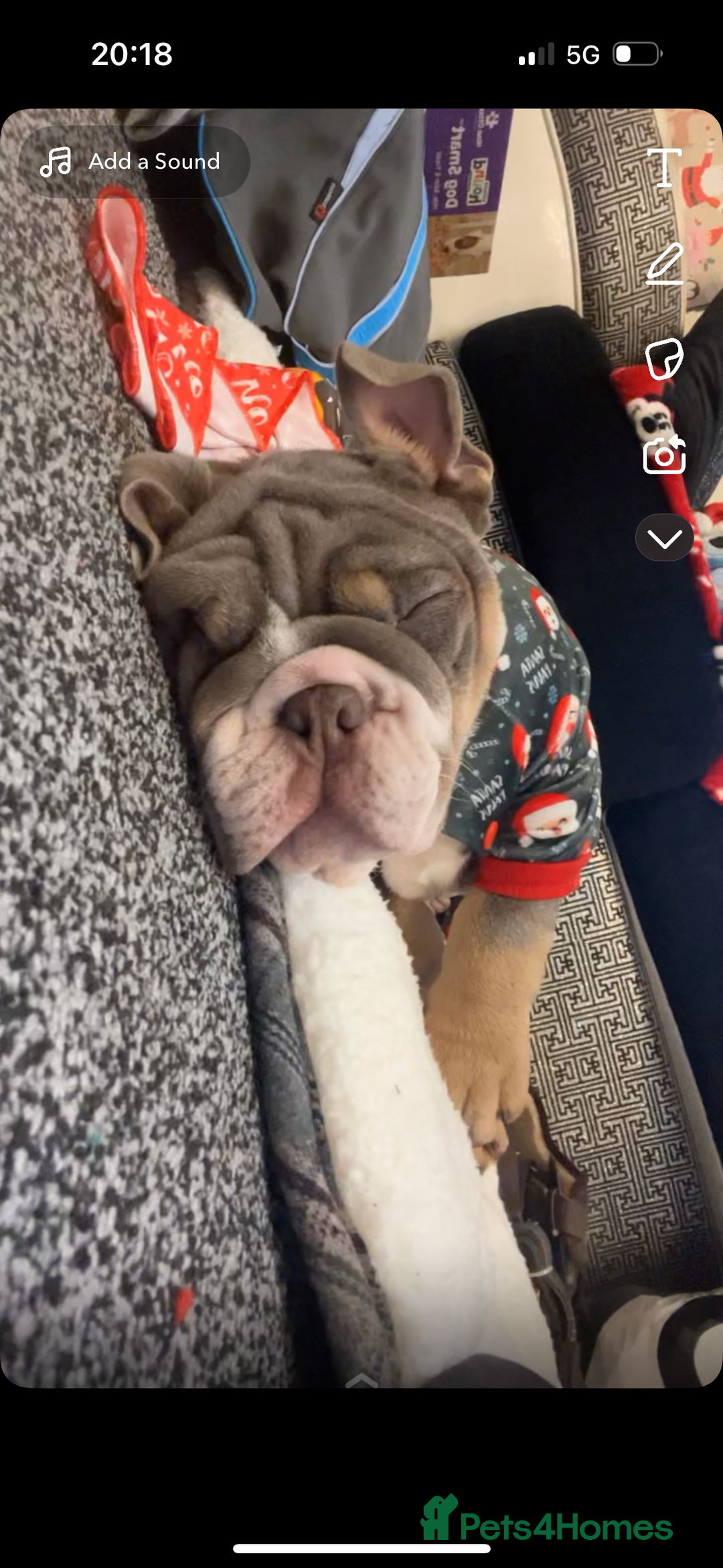 English Bulldog dogs for stud: 🔥FURY🔥 - Image 17