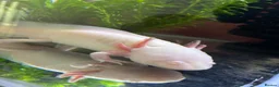 Axolotl reptiles for sale: Albino & Leucistic Axolotl  - Advert 2
