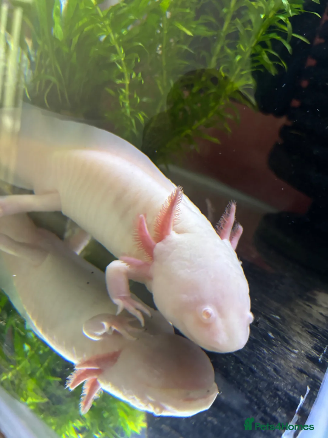 Axolotl reptiles for sale: Albino & Leucistic Axolotl  - Advert 2