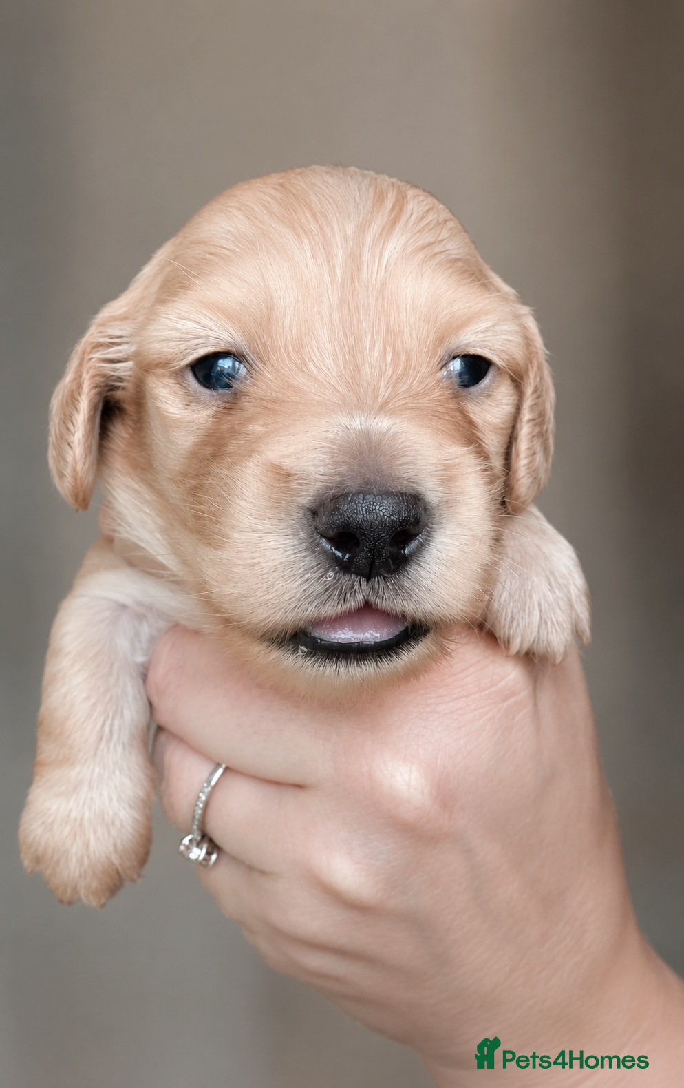 Miniature Dachshund dogs  Cream mini dachshunds - Advert 7