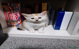 Mixed Breed cats for sale: Cute Bengal mix Kittens looking for loving homes🐱 - Image 27