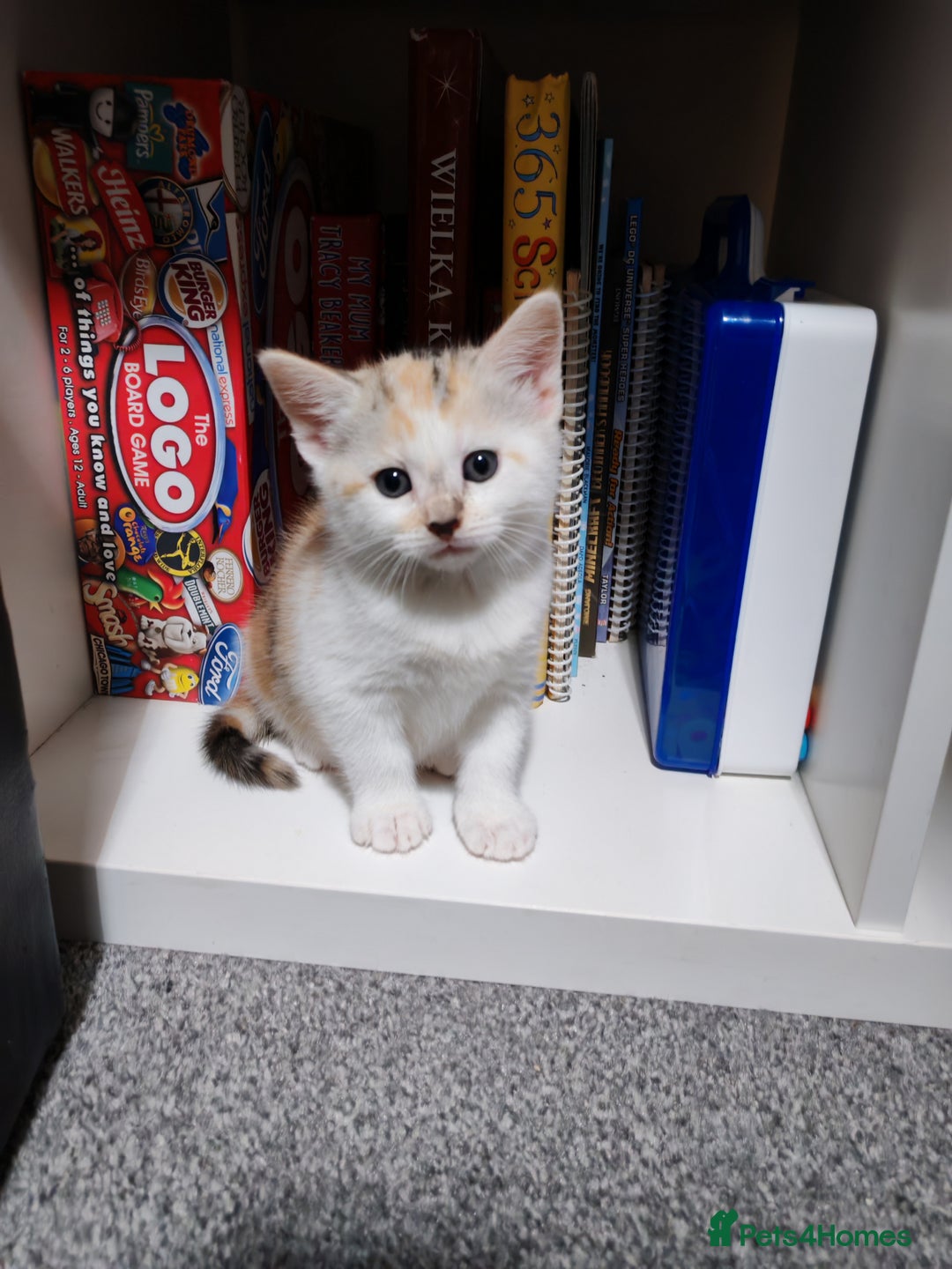 Mixed Breed cats for sale: Cute Bengal mix Kittens looking for loving homes🐱 - Image 27