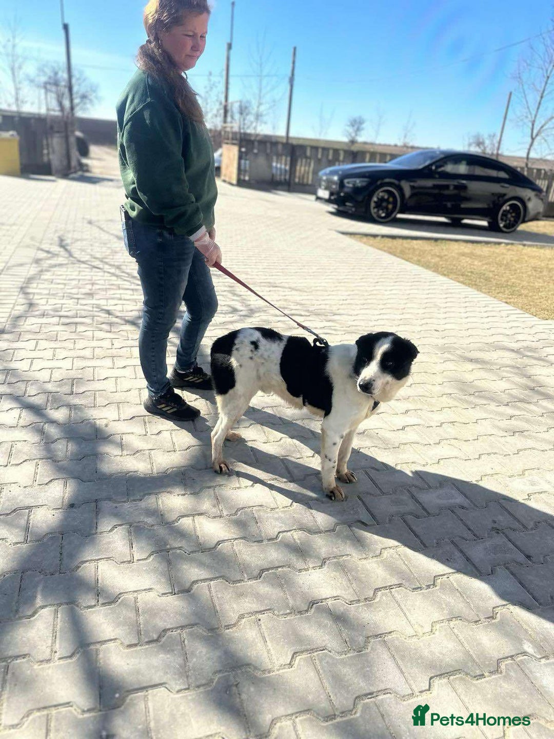 Mixed Breed dogs for adoption: 🐾💔 Two souls urgently in need for home 💔🐾 - Advert 10