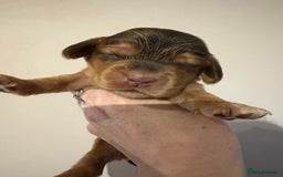 Cocker Spaniel dogs for sale: Beautiful Kc reg show cocker spaniels  - Image 7