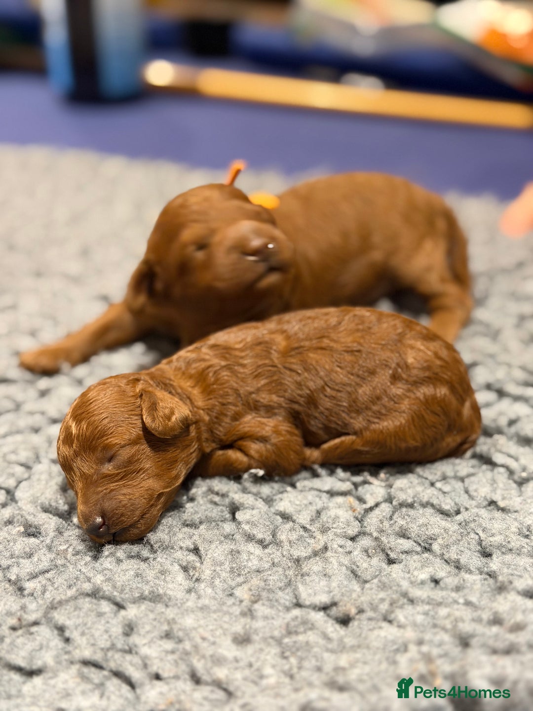 Miniature Poodle dogs for sale: Beautiful Red KC Registered Miniature Poodle Pups - Advert 2