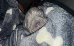 French Bulldog dogs for sale: French Bulldog Puppies  - Image 7