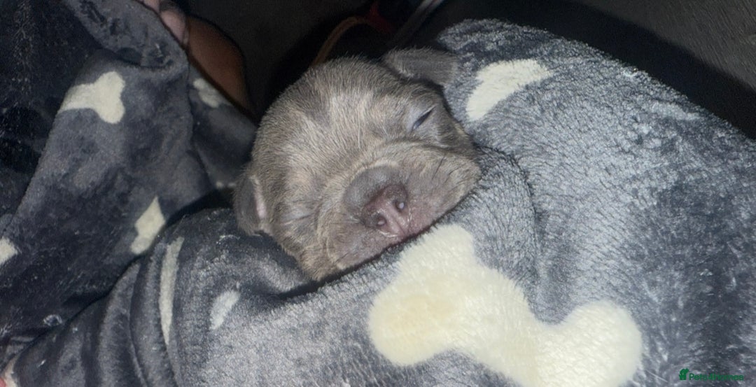 French Bulldog dogs for sale: French Bulldog Puppies  - Image 7