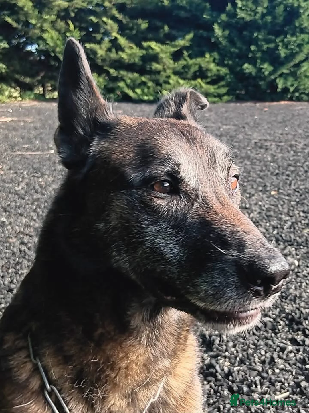 Belgian Shepherd Dog dogs for adoption: GUNTHER - Malinois - Advert 2