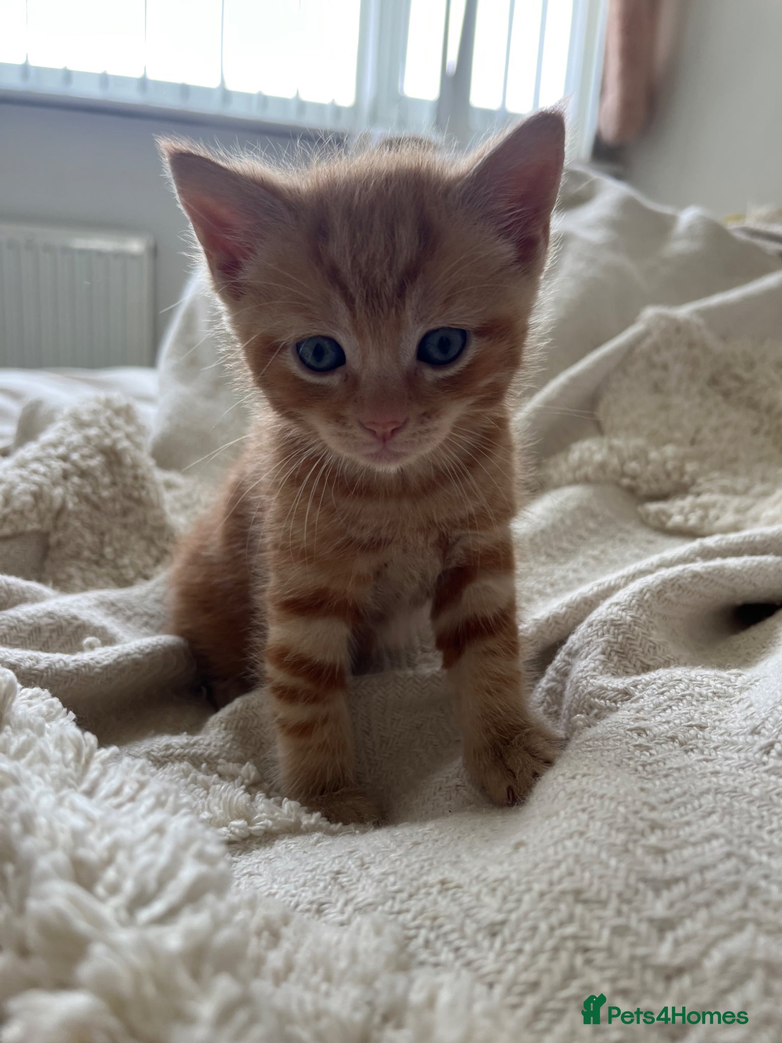 Mixed Breed cats for sale: 6 friendly and playful kittens - Advert 7