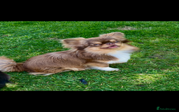 Chihuahua dogs for sale: Beautiful female available  - Image 4