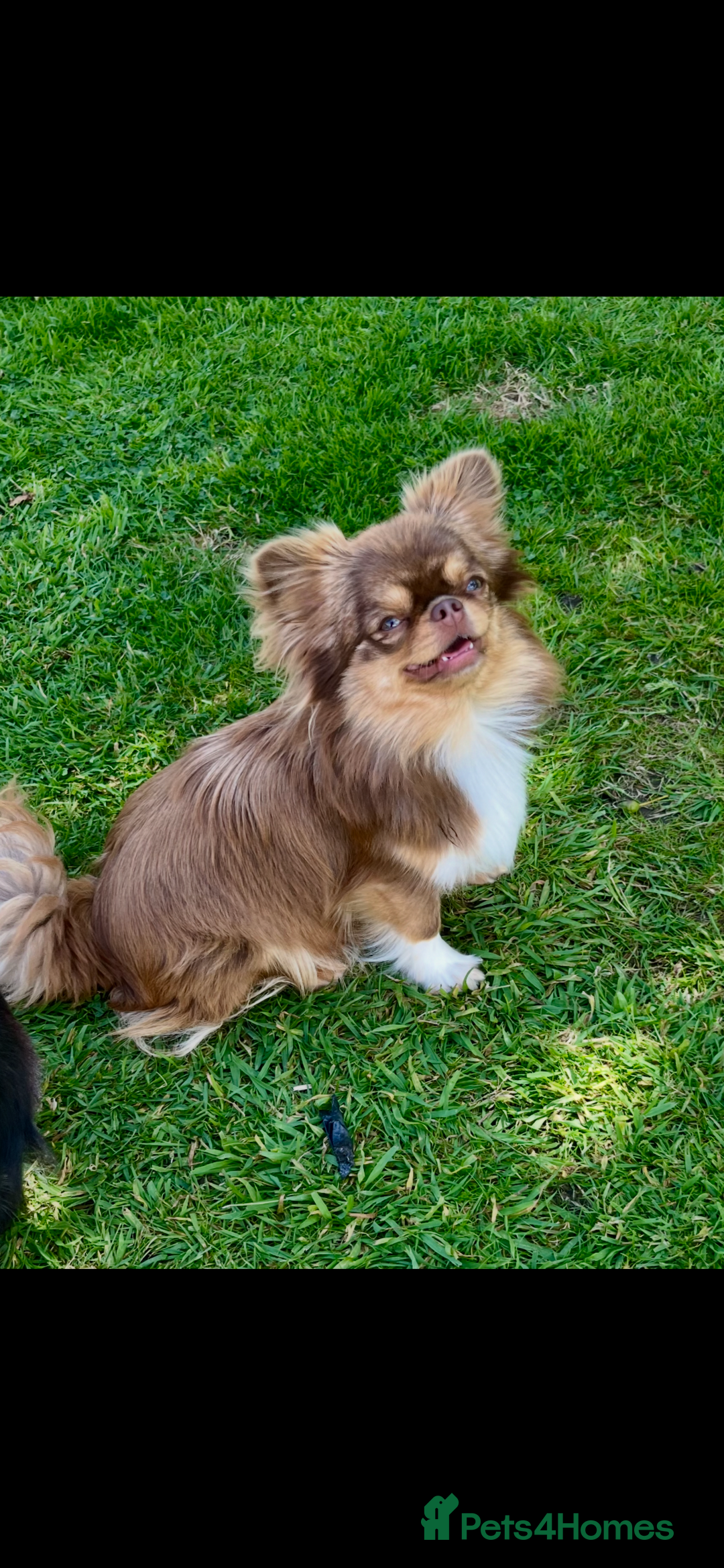 Chihuahua dogs for sale: Beautiful female available  - Image 4