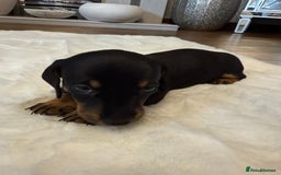 Dachshund dogs for sale: Dachshunds for sale   - Image 8