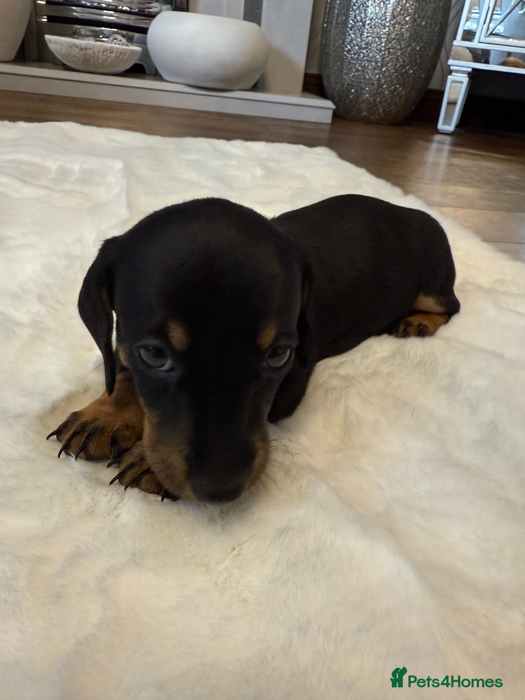 Dachshund dogs for sale: Dachshunds for sale   - Image 8