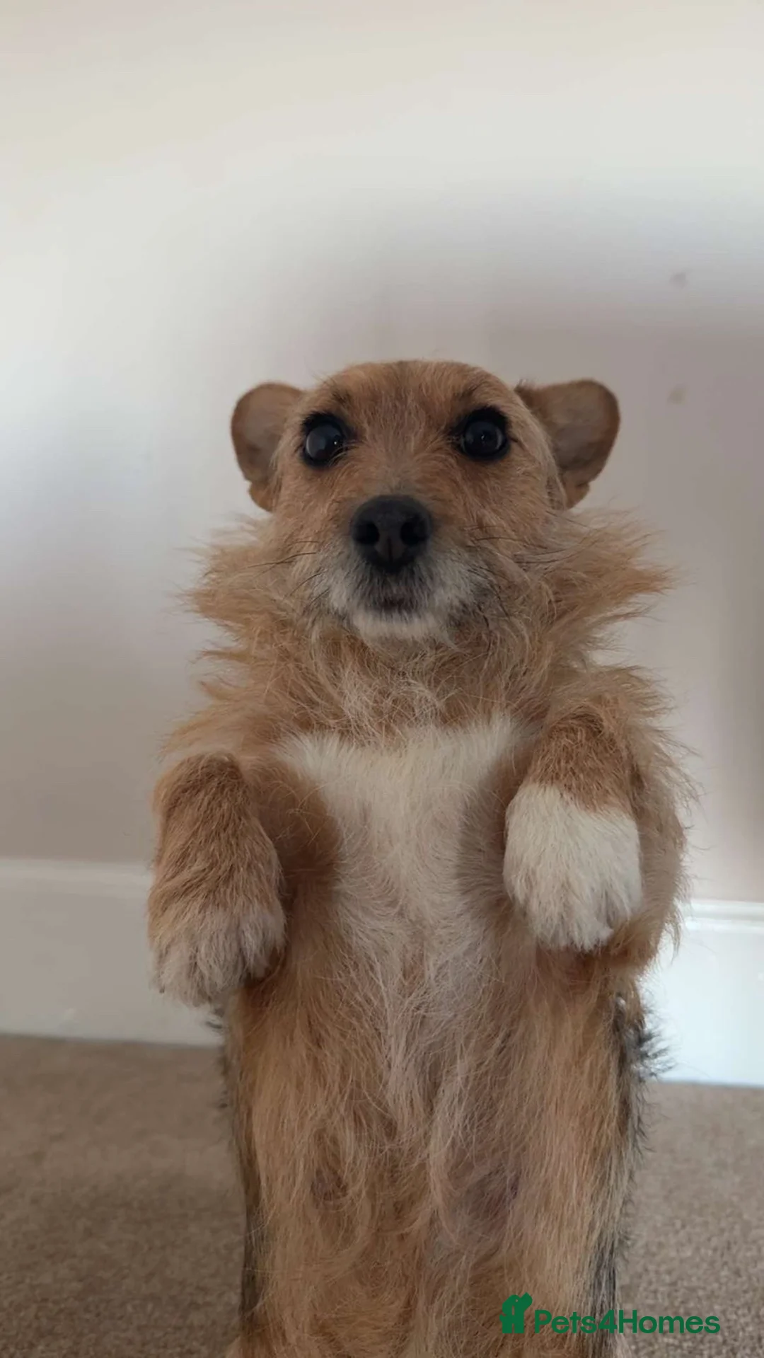 Jackapoo dogs for sale: Jackapoo pups - Advert 1