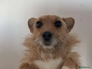 Jackapoo dogs Jackapoo pups - Advert 5