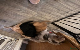 Mixed Breed dogs for sale: home grown golden doodle / cockerpoo  - Image 11