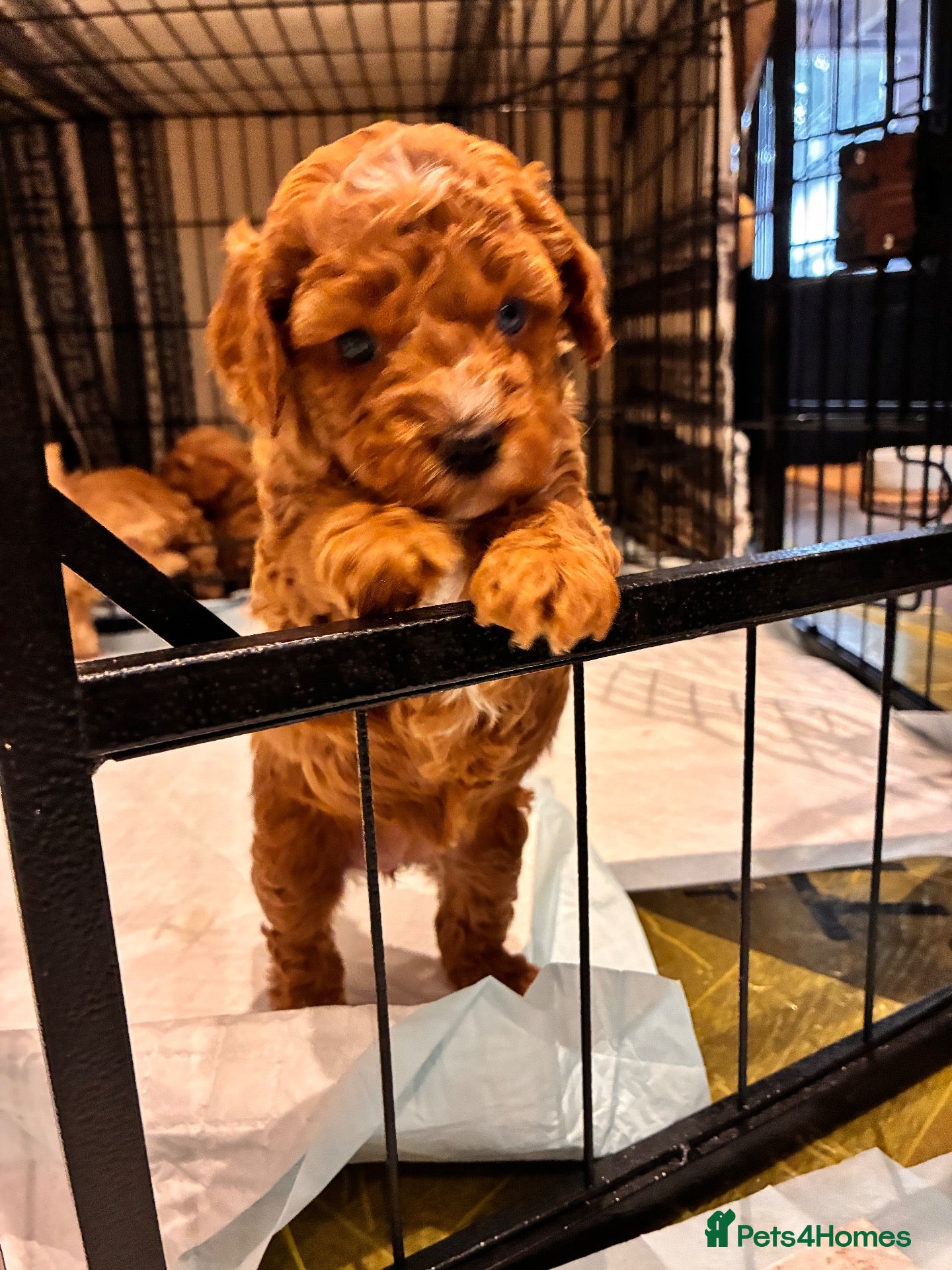 Cavapoo dogs Adorable Cavapoo Puppies Arrived :-) - Advert 2