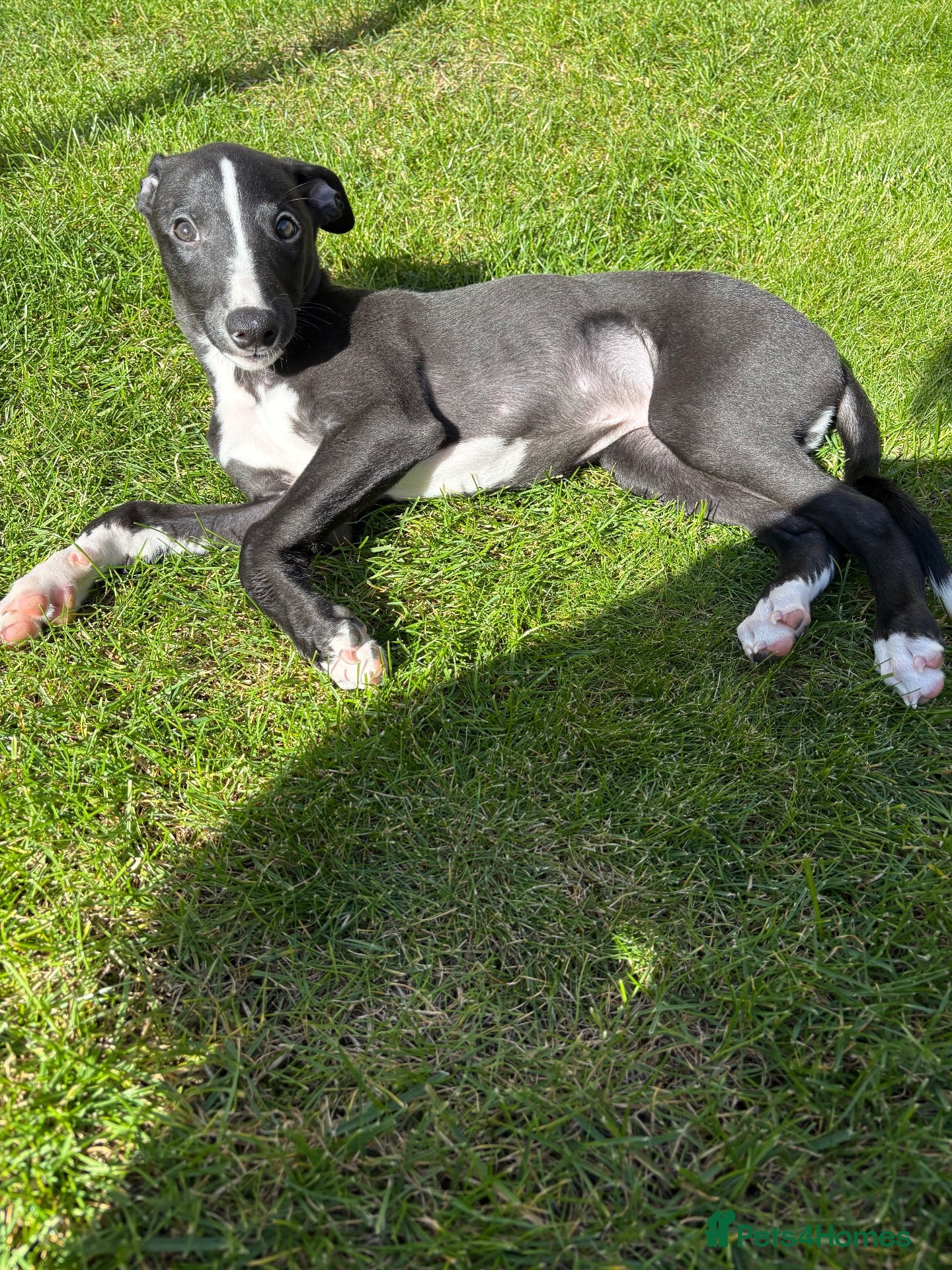 Whippet dogs KC reg Whippet Puppy 🐶 ready Now - Advert 2