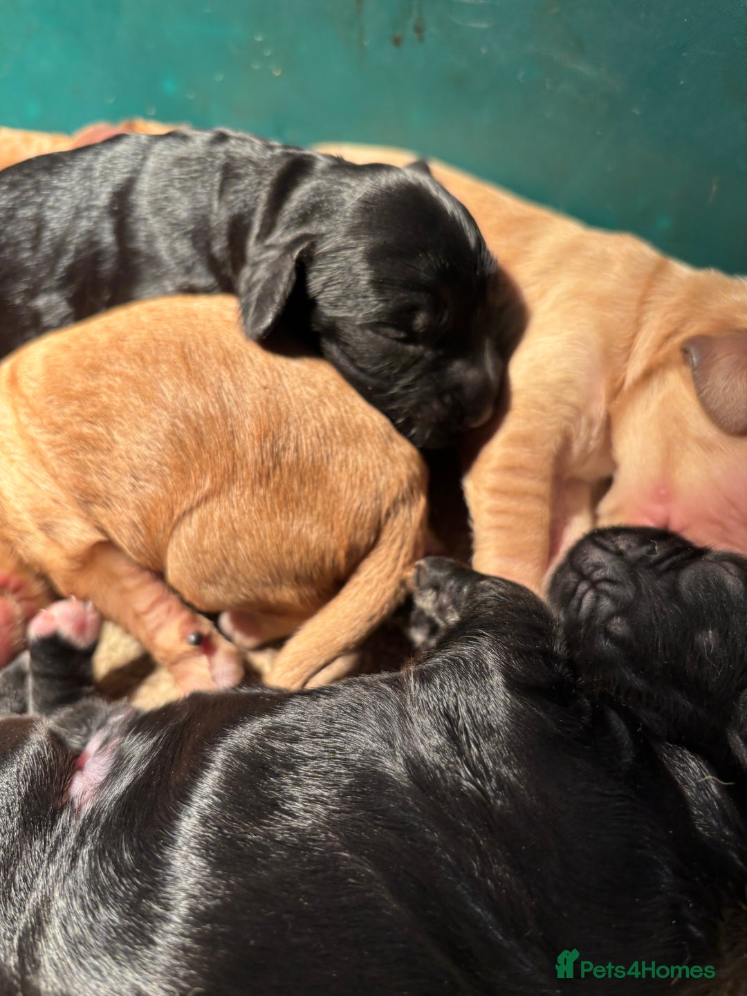 Cockapoo dogs for sale: Cockerpoo puppies - Advert 3