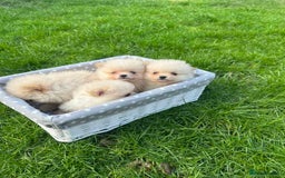 Pomeranian dogs for sale: Adorable Pomeranian Puppies for Sale!  - Image 14