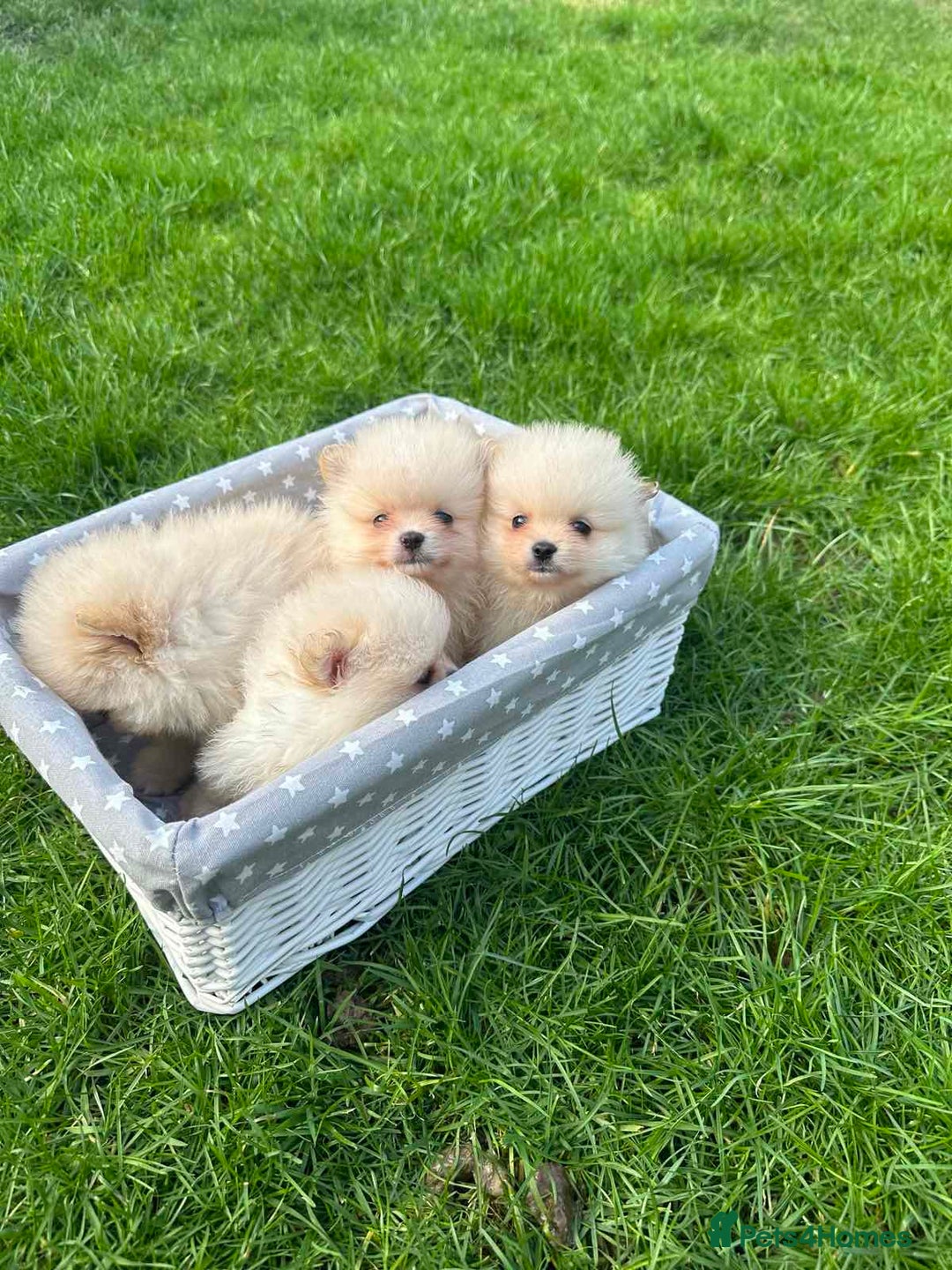 Pomeranian dogs for sale: Adorable Pomeranian Puppies for Sale!  - Image 14