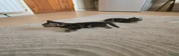 Brazilian Shorthair cats for sale: Lovely kittens  - Advert 4