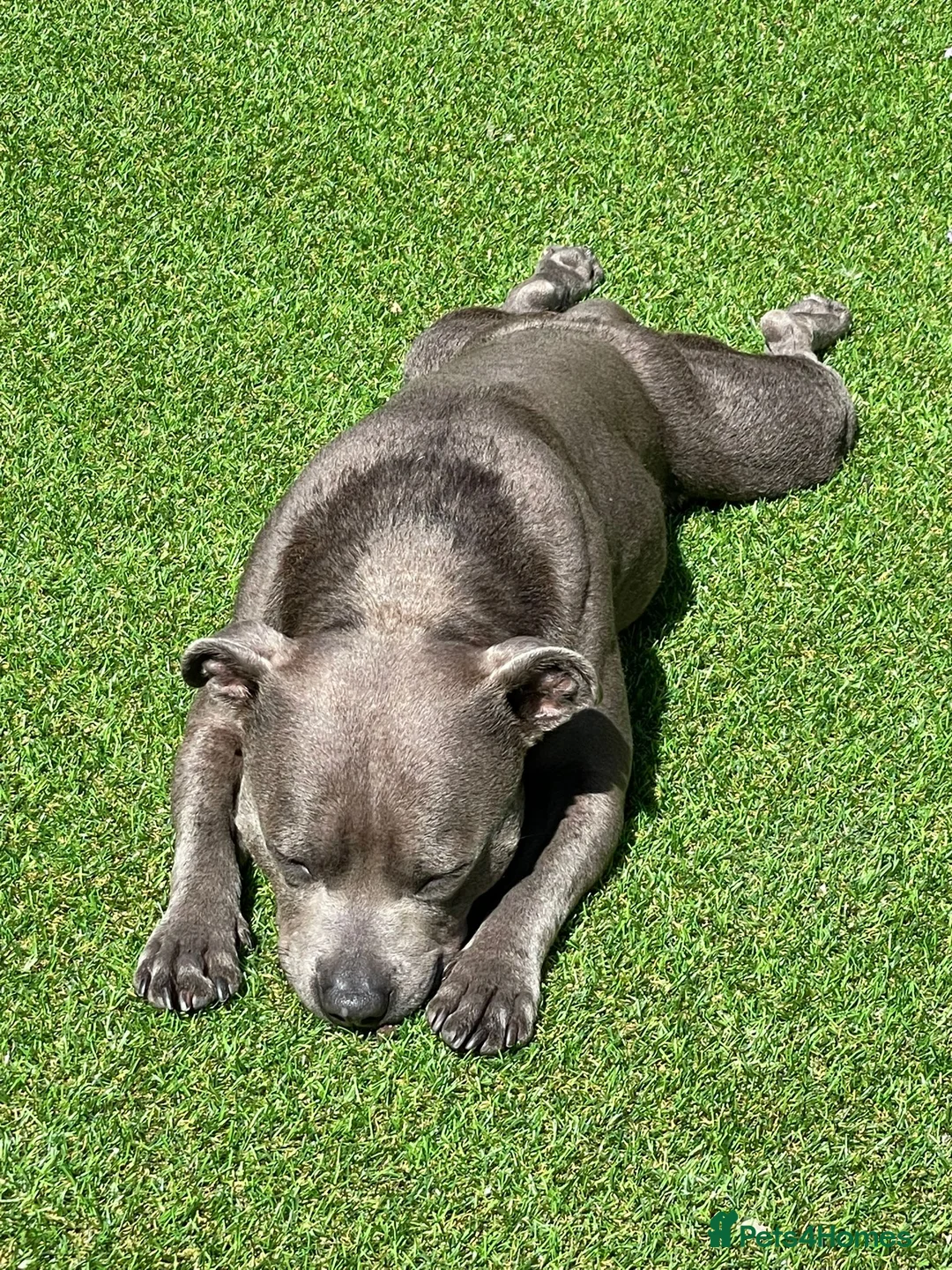 Staffordshire Bull Terrier dogs for sale: Skye - Staffordshire bull terrier  - Advert 7