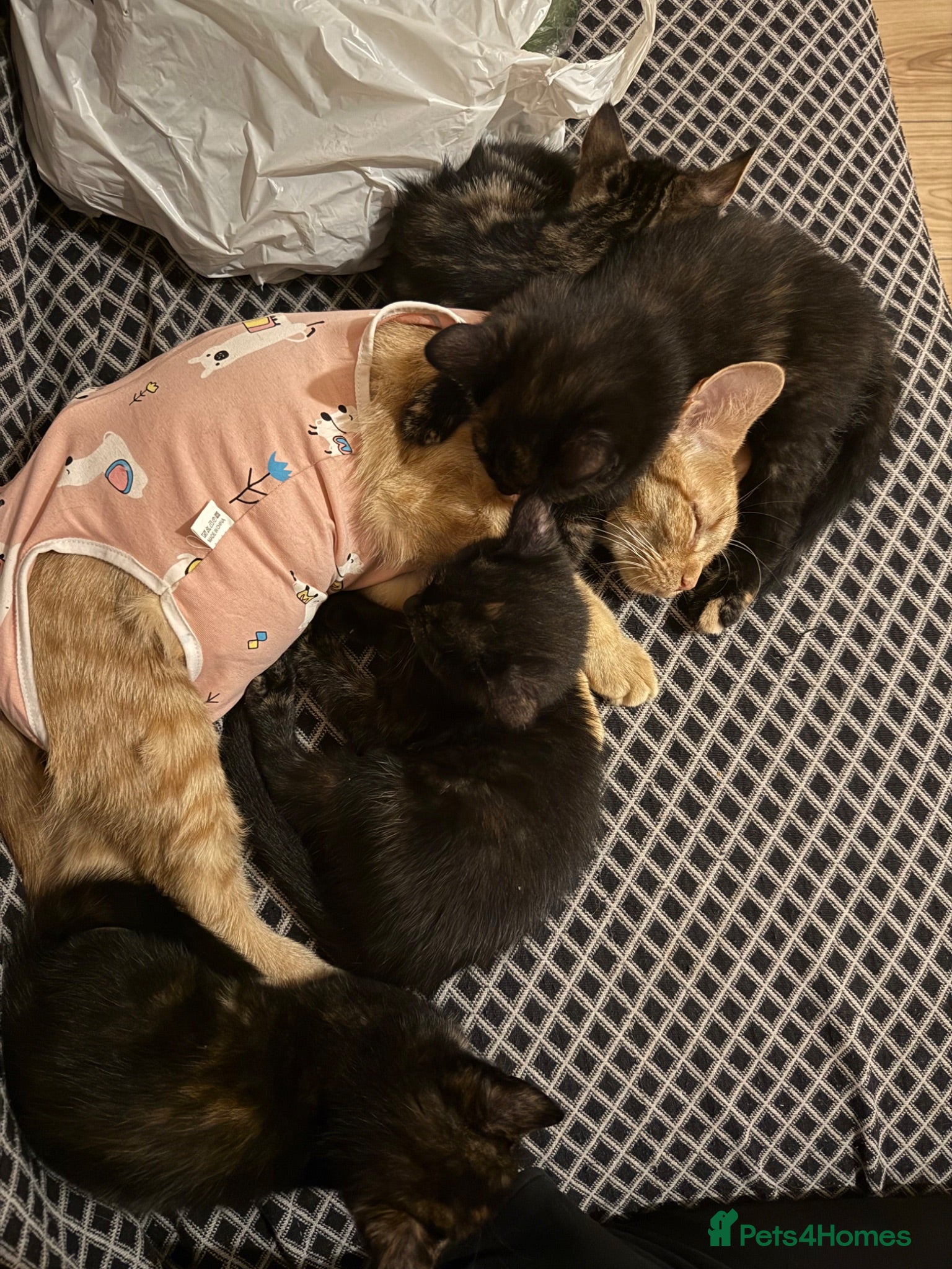 Mixed Breed cats 2 kittens for adoption  - Advert 1