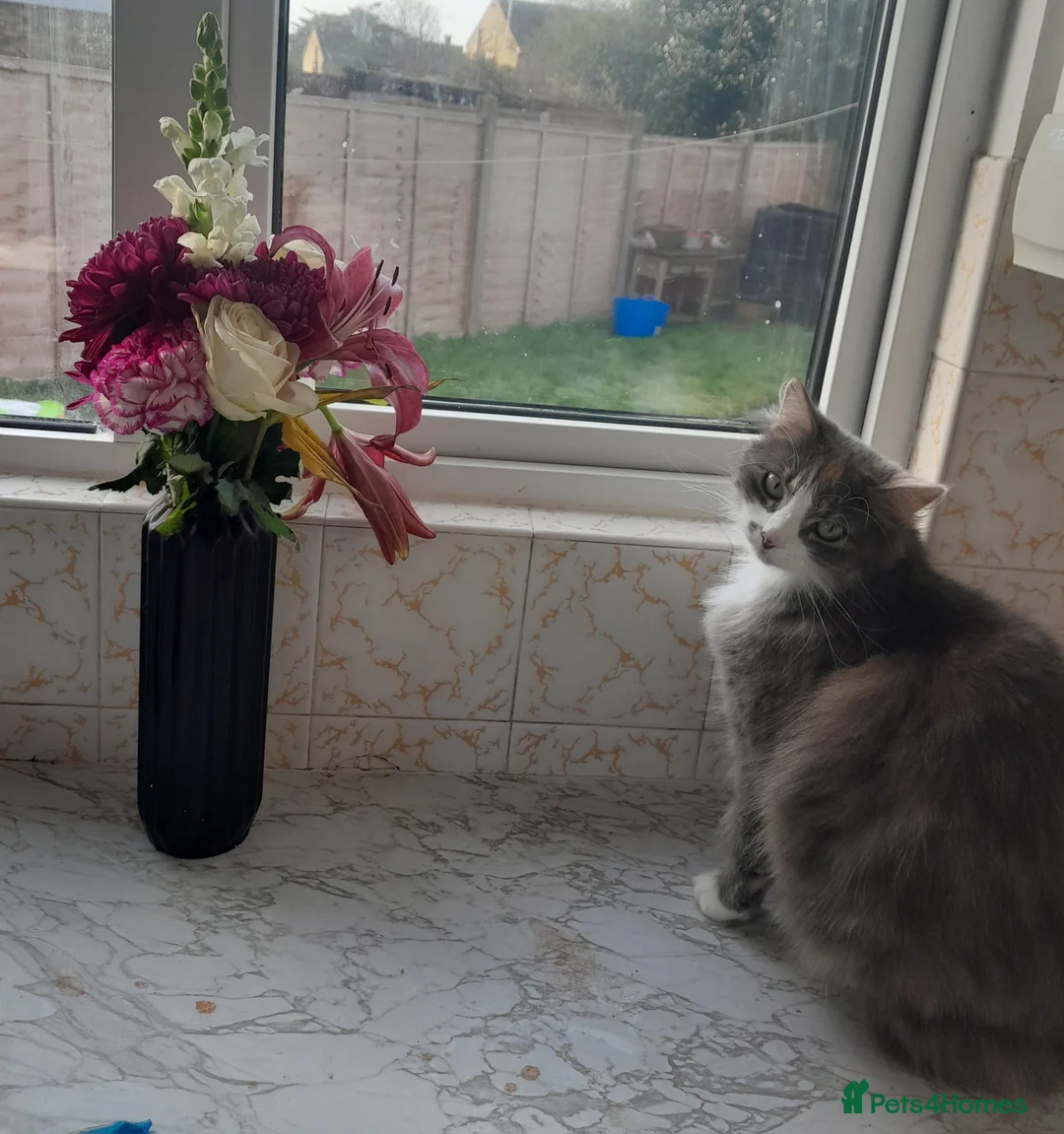Mixed Breed cats for sale: Rehoming our family cats - Advert 4