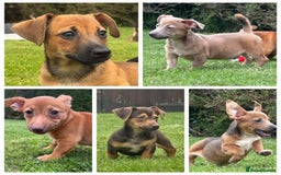 Jack Russell dogs for sale: rare coloured jack russel terriers - Image 10