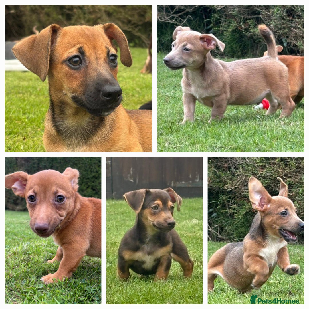 Jack Russell dogs for sale: rare coloured jack russel terriers - Image 10