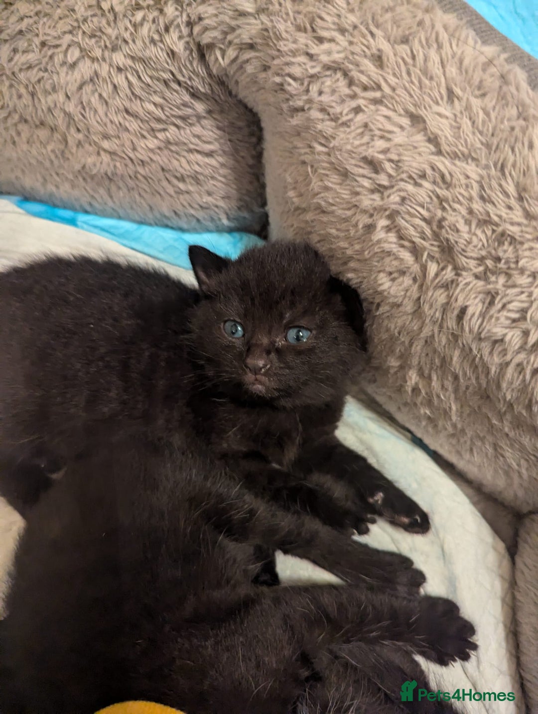 American Shorthair cats for sale: Selling black kittens  - Image 4