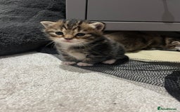 British Shorthair cats for sale: 5 beautiful British shorthair kittens - Image 18