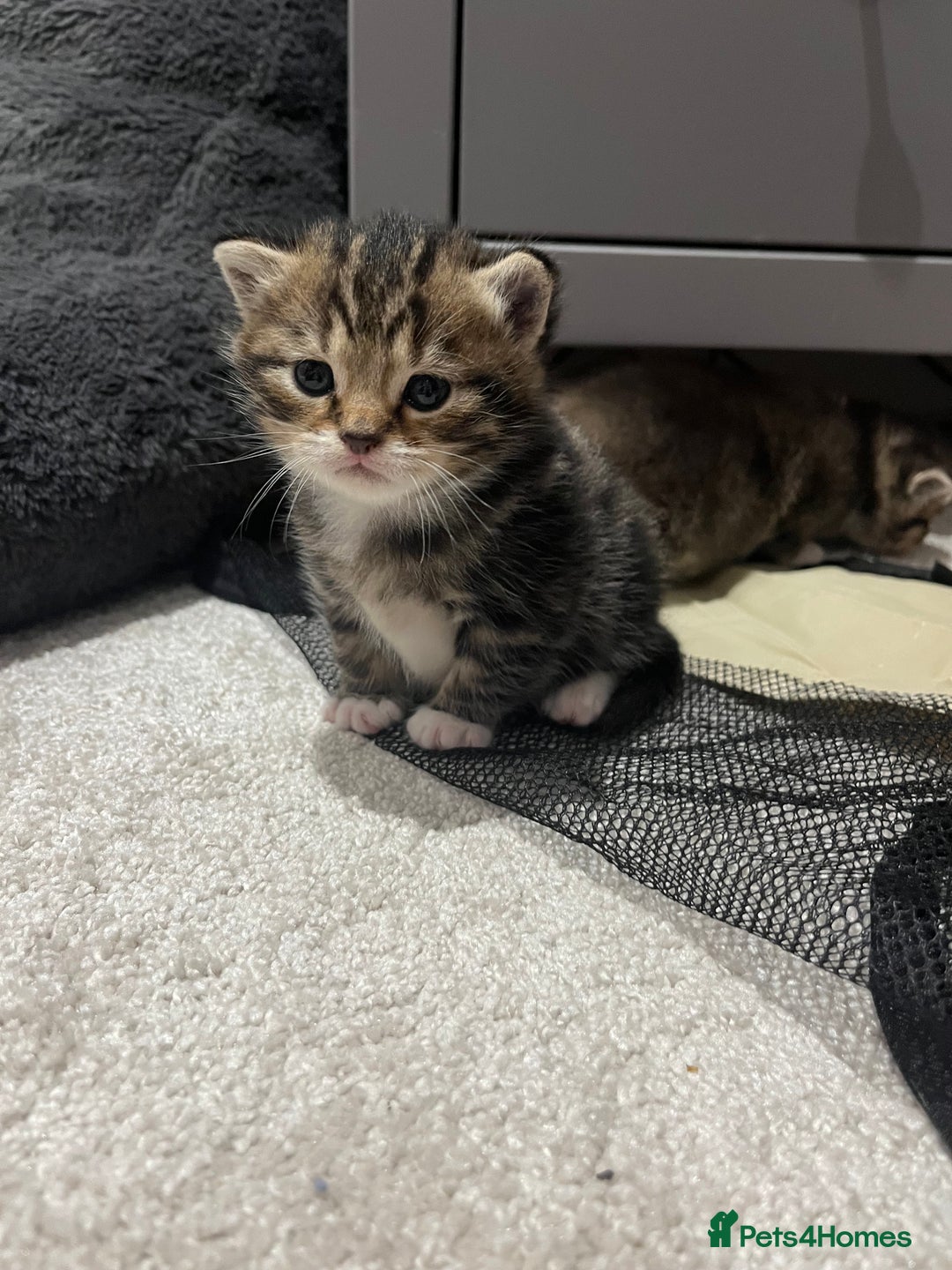 British Shorthair cats for sale: 5 beautiful British shorthair kittens - Image 18