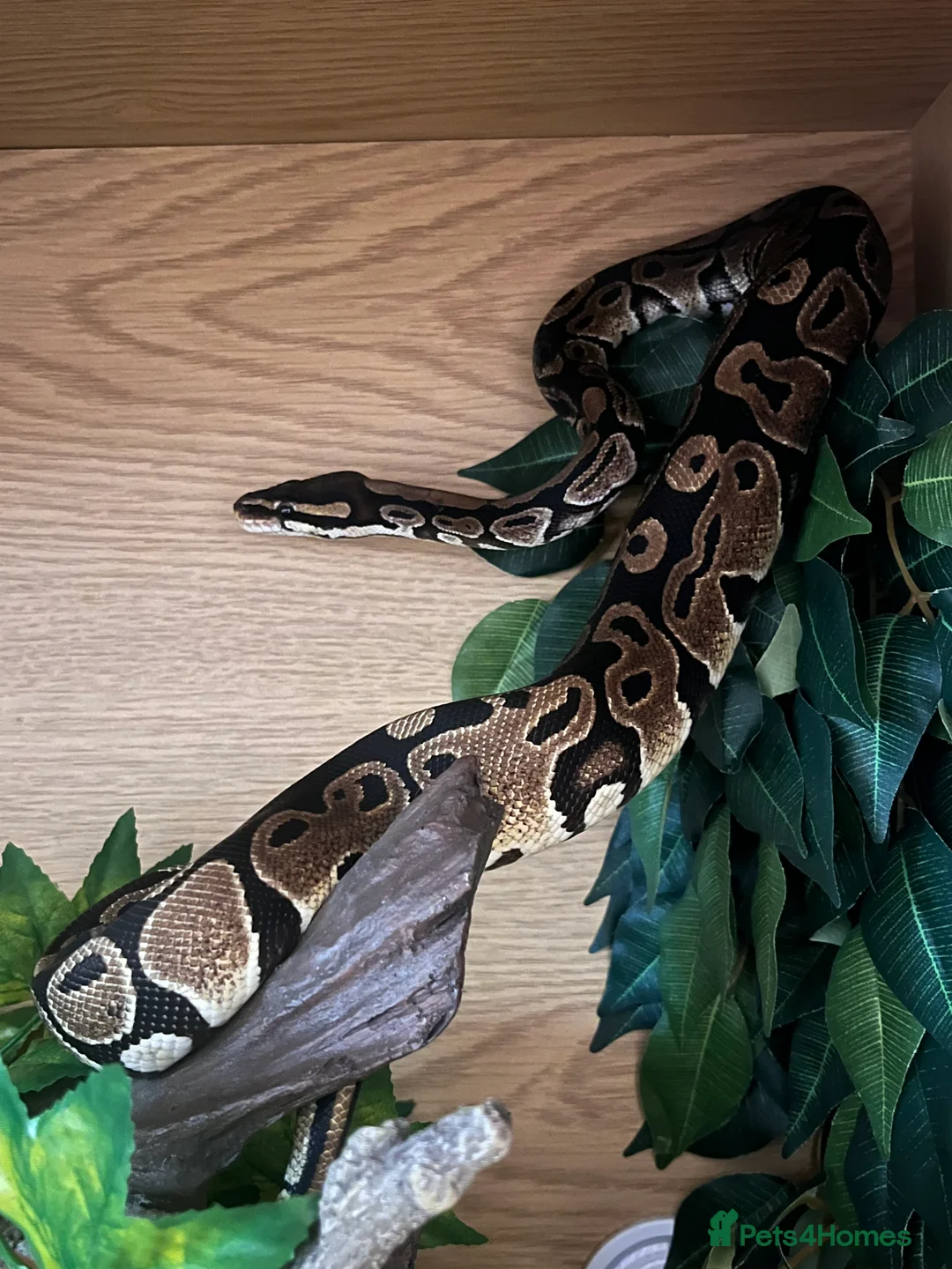 Python Snake reptiles for sale: Royal python  in Fakenham - Advert 9