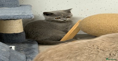 British Shorthair cats - Advert 12