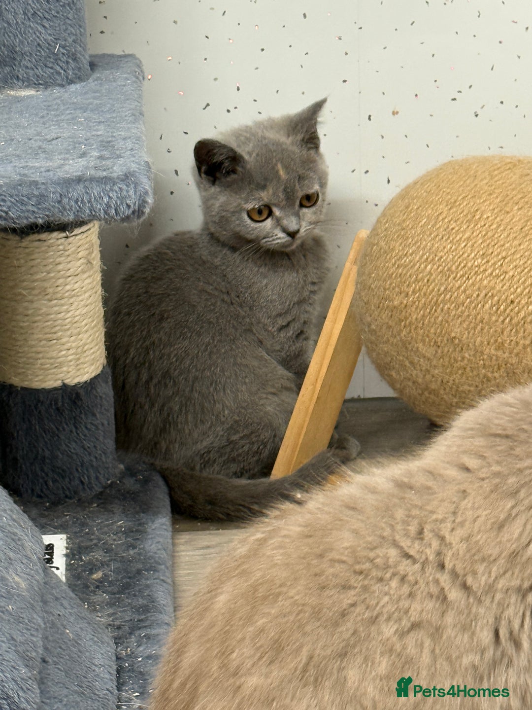 British Shorthair cats for sale: British shorthair kittens.  - Image 2